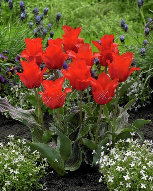 Тюльпан Махровый Красный (Tulipa Double Red) — фото 5