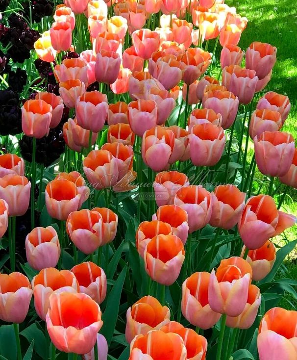 Тюльпан Ментон (Tulipa Menton) — фото 2
