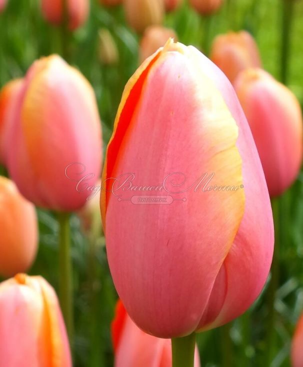 Тюльпан Ментон (Tulipa Menton) — фото 3