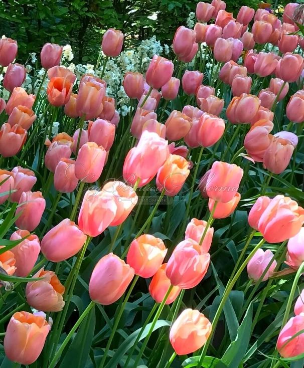 Тюльпан Ментон (Tulipa Menton) — фото 4