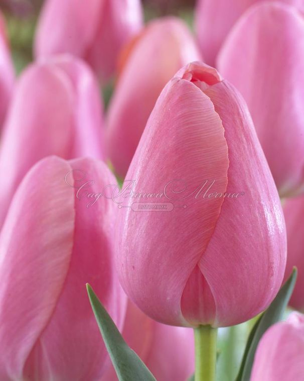 Тюльпан Ментон (Tulipa Menton) — фото 5