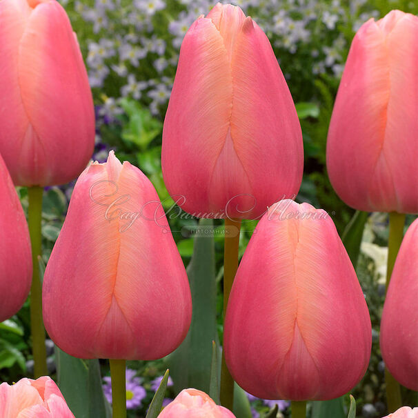 Тюльпан Ментон (Tulipa Menton) — фото 8