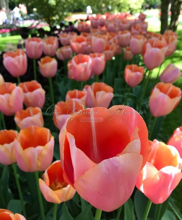 Тюльпан Ментон (Tulipa Menton) — фото 9