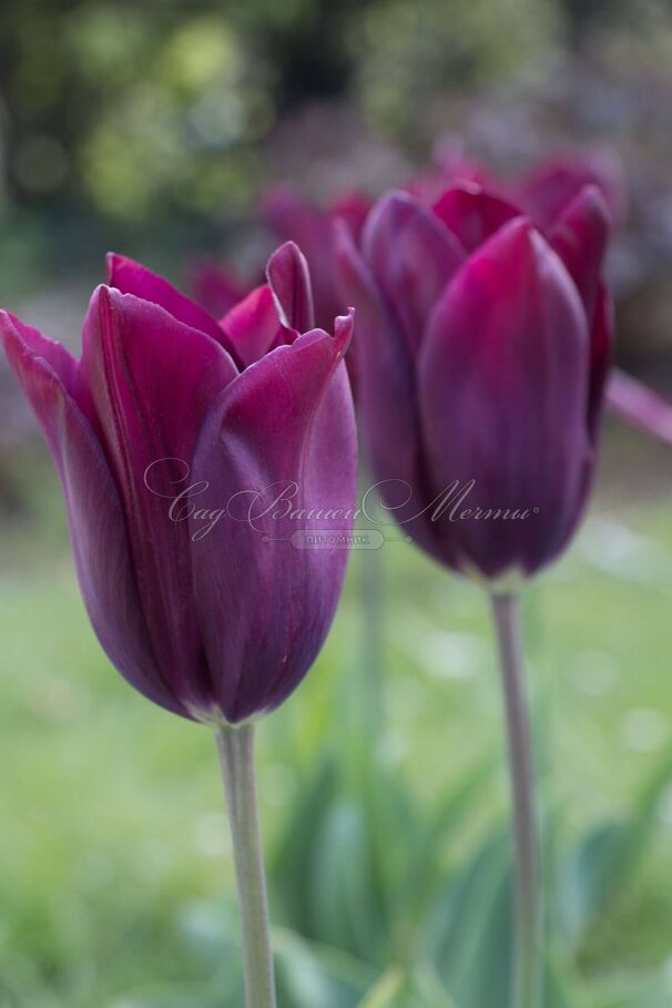 Тюльпан Мерло (Tulipa Merlot) — фото 3