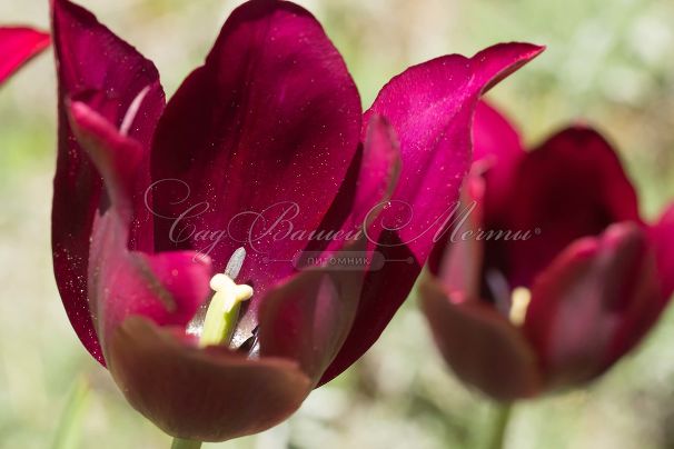 Тюльпан Мерло (Tulipa Merlot) — фото 4