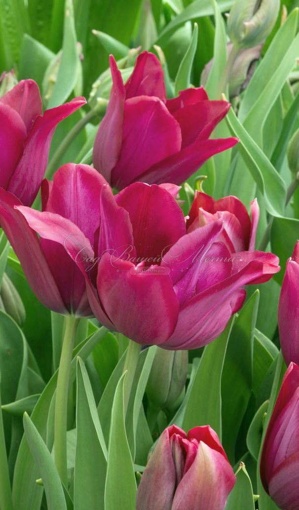 Тюльпан Мерло (Tulipa Merlot) — фото 5