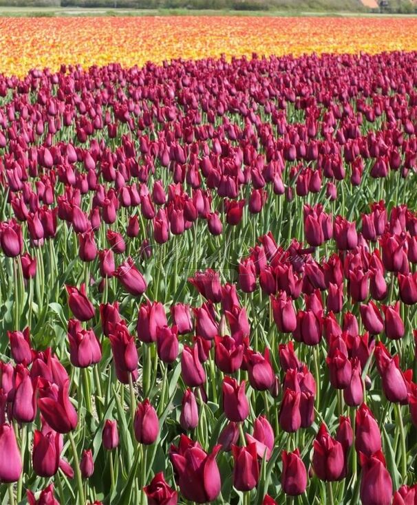 Тюльпан Мерло (Tulipa Merlot) — фото 6