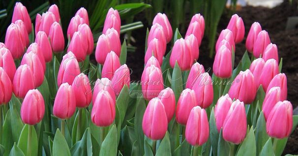 Тюльпан Милкшейк (Tulipa Milkshake) — фото 3