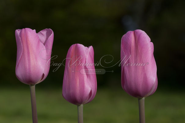 Тюльпан Мистресс (Tulipa Mistress) — фото 3