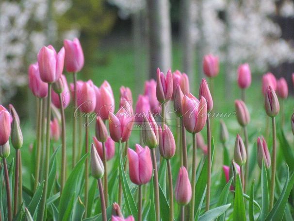 Тюльпан Мистресс (Tulipa Mistress) — фото 4