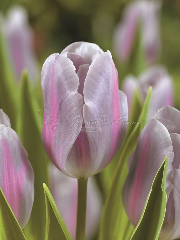 Тюльпан Мистресс Мистик (Tulipa Mistress Mystic) — фото 2