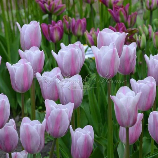 Тюльпан Мистресс Мистик (Tulipa Mistress Mystic) — фото 3