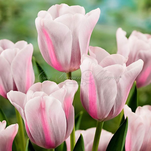 Тюльпан Мистресс Мистик (Tulipa Mistress Mystic) — фото 4