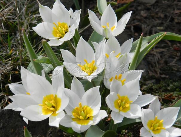 Тюльпан многоцветный (Tulipa polychroma) — фото 3