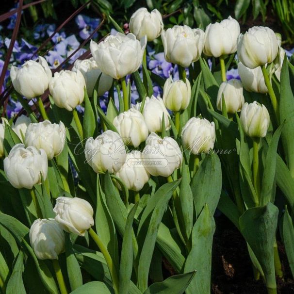 Тюльпан Мондиаль (Tulipa Mondial) — фото 2
