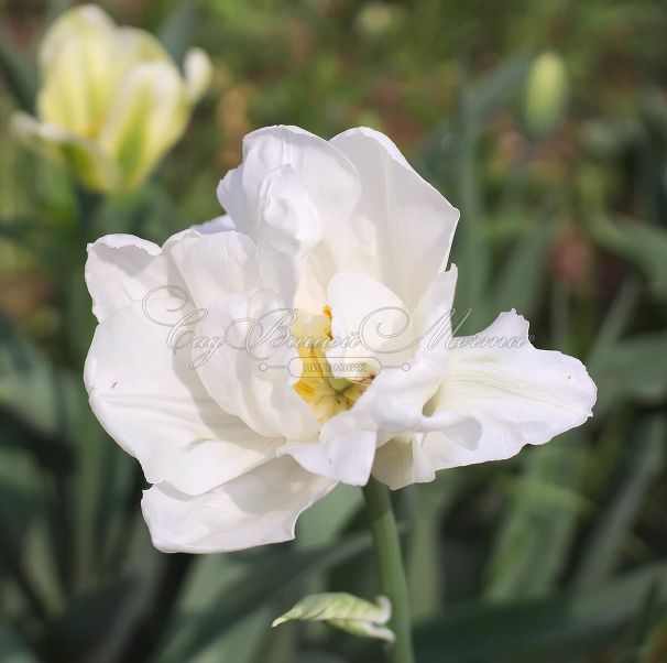 Тюльпан Мондиаль (Tulipa Mondial) — фото 3