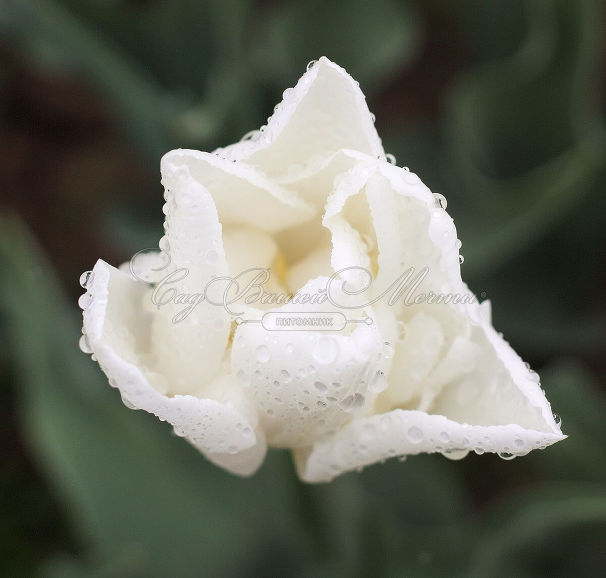 Тюльпан Мондиаль (Tulipa Mondial) — фото 4