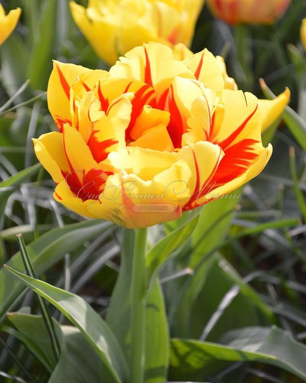 Тюльпан Монселла (Tulipa Monsella) — фото 2