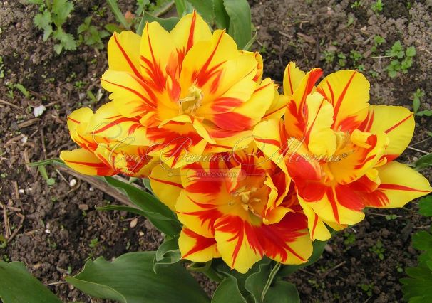 Тюльпан Монселла (Tulipa Monsella) — фото 3