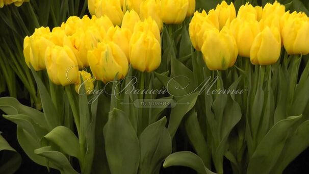 Тюльпан Монте Карло (Tulipa Monte Carlo) — фото 5