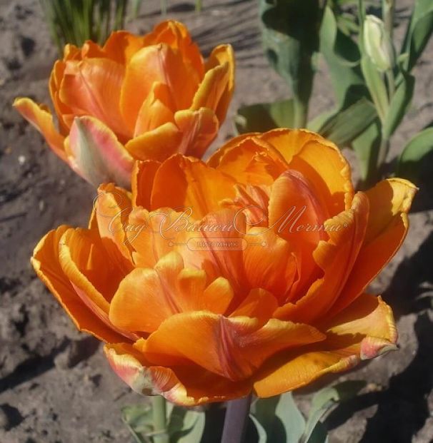 Тюльпан Монте Оранж (Tulipa Monte Orange) — фото 3
