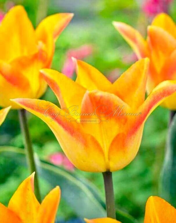 Тюльпан Мунблаш (Tulipa Moonblush) — фото 3