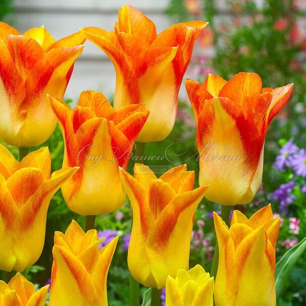 Тюльпан Мунблаш (Tulipa Moonblush) — фото 4