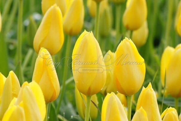 Тюльпан Мускадет (Tulipa Muscadet) — фото 2