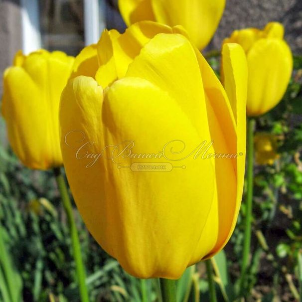 Тюльпан Мускадет (Tulipa Muscadet) — фото 3