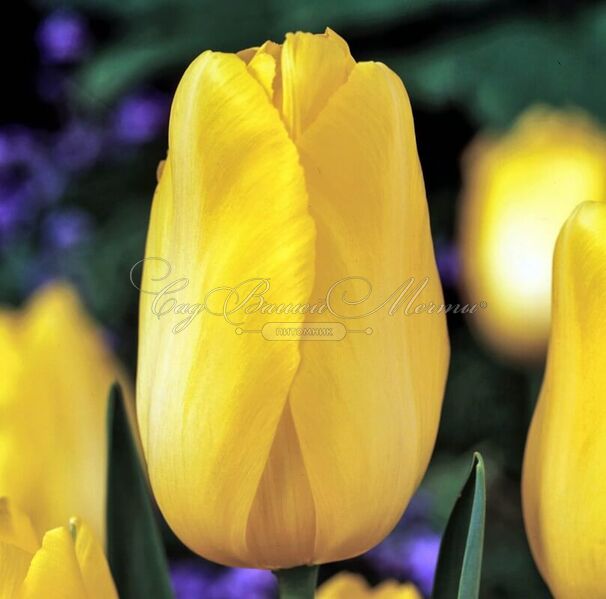 Тюльпан Мускадет (Tulipa Muscadet) — фото 4