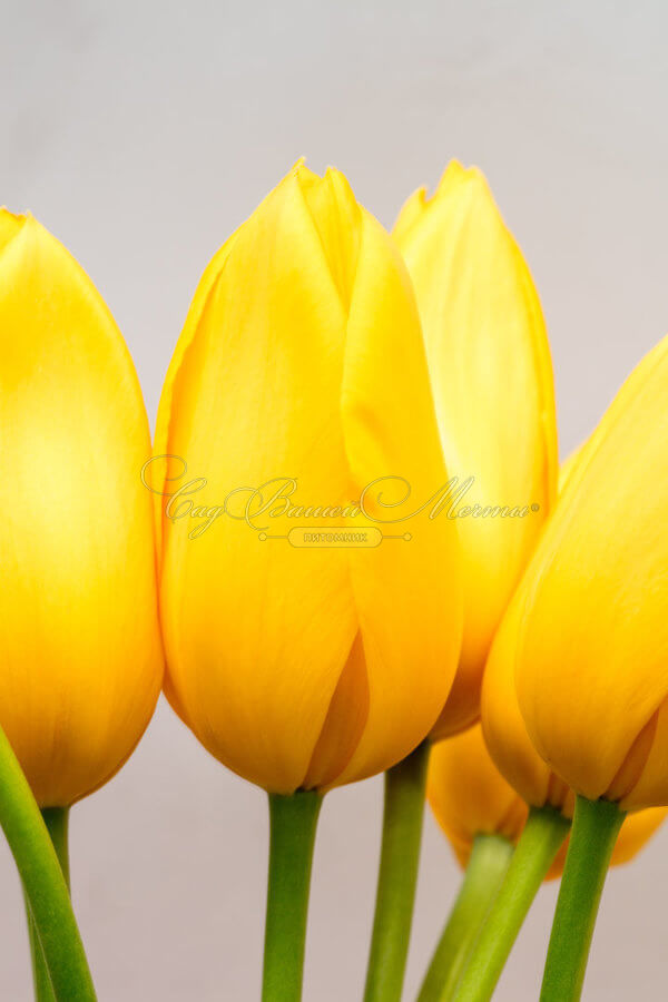 Тюльпан Мускадет (Tulipa Muscadet) — фото 5