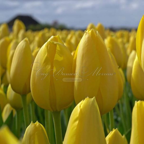 Тюльпан Мускадет (Tulipa Muscadet) — фото 7