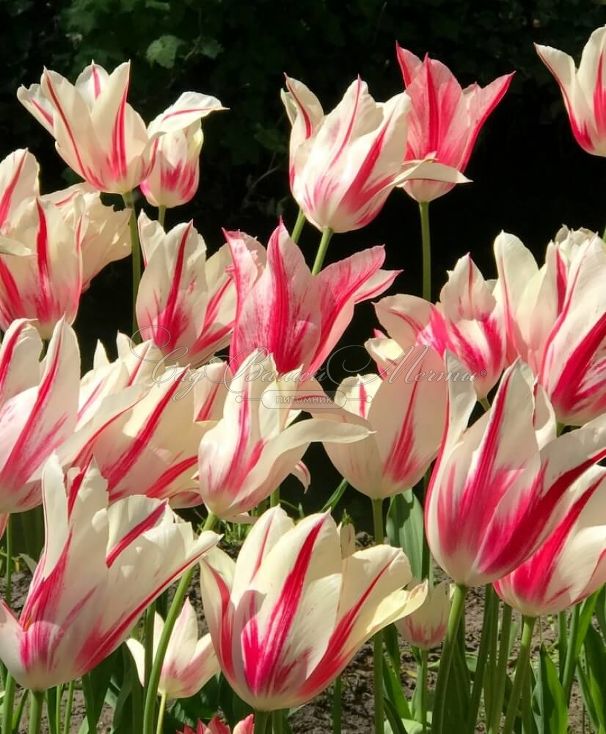 Тюльпан Мэрилин (Tulipa Marilyn) — фото 2
