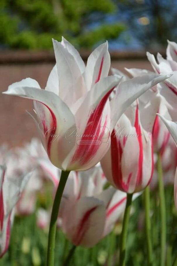 Тюльпан Мэрилин (Tulipa Marilyn) — фото 3