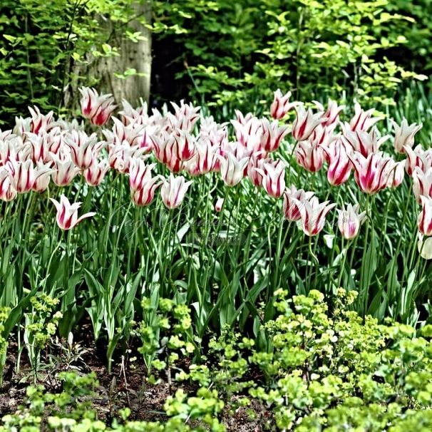 Тюльпан Мэрилин (Tulipa Marilyn) — фото 4