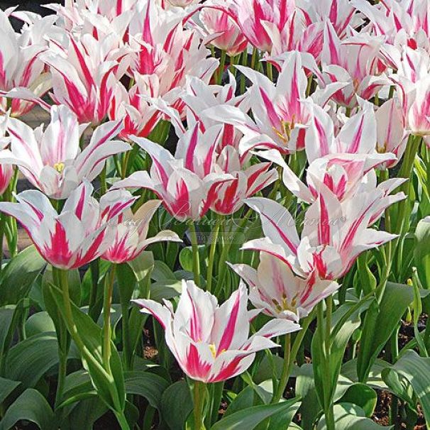 Тюльпан Мэрилин (Tulipa Marilyn) — фото 5
