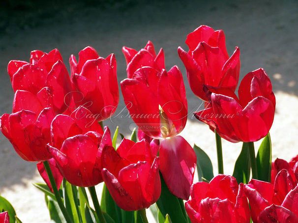 Тюльпан Мэрри Кристмас (Tulipa Merry Christmas) — фото 2
