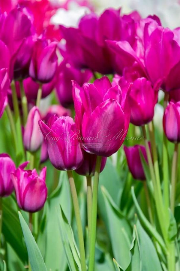 Тюльпан Найт Клаб (Tulipa Night Club) — фото 2