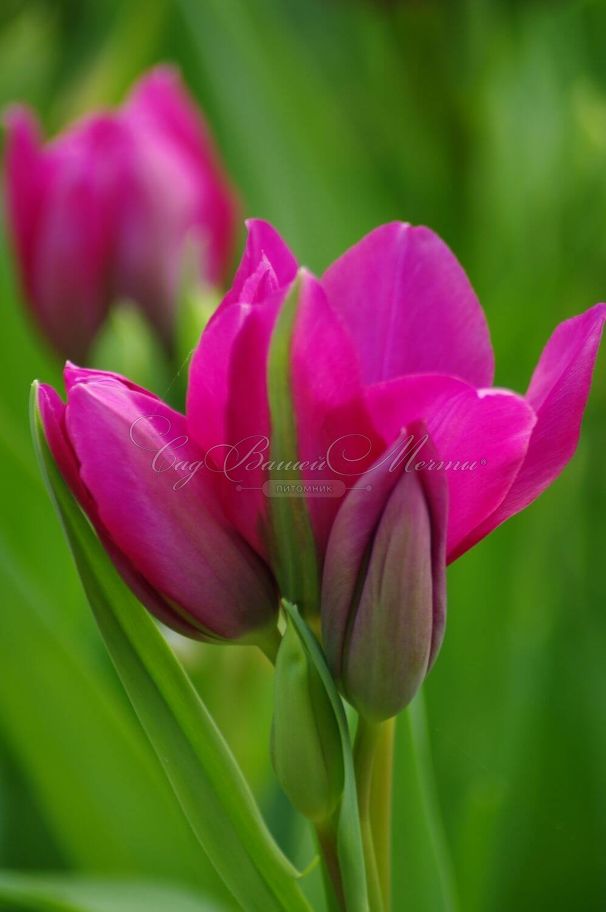 Тюльпан Найт Клаб (Tulipa Night Club) — фото 5