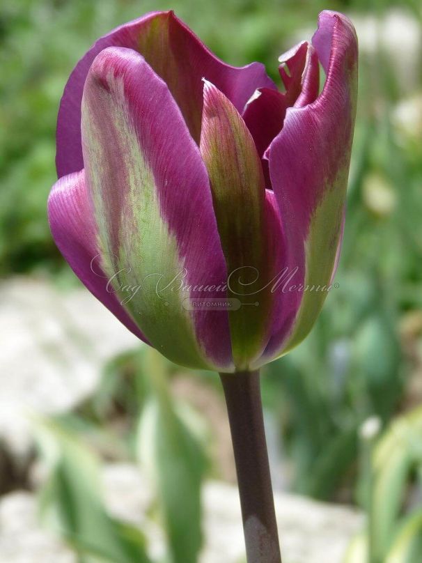 Тюльпан Найтрайдер (Tulipa Nightrider) — фото 3