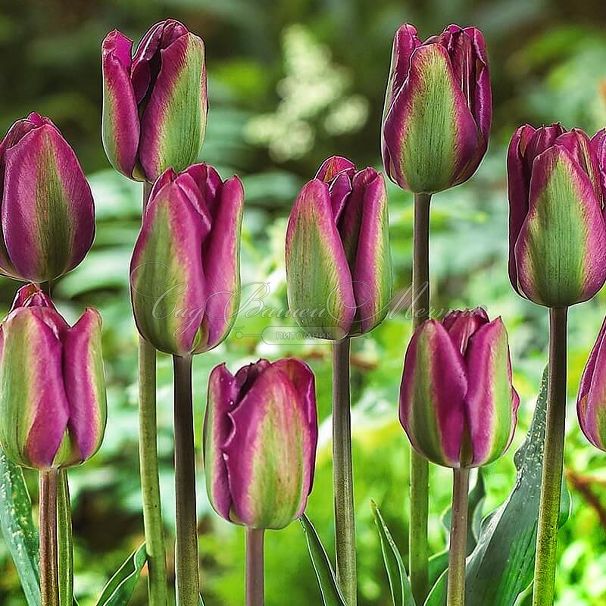 Тюльпан Найтрайдер (Tulipa Nightrider) — фото 4