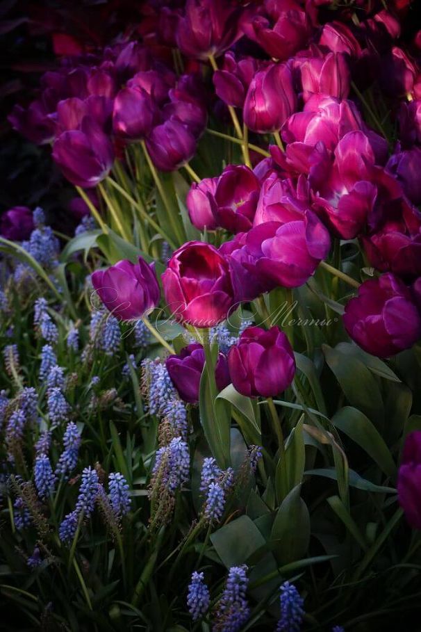 Тюльпан Негрита (Tulipa Negrita) — фото 3