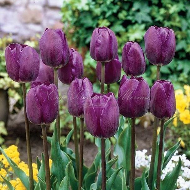 Тюльпан Негрита (Tulipa Negrita) — фото 4