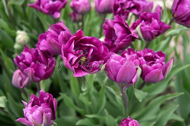 Тюльпан Негрита Дабл (Tulipa Negrita Double) — фото 2