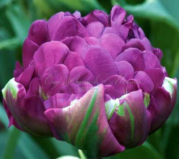 Тюльпан Негрита Дабл (Tulipa Negrita Double) — фото 3