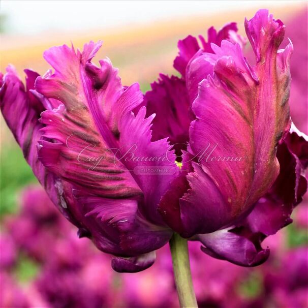 Тюльпан Негрита Пэррот (Tulipa Parrot Negrita) — фото 2