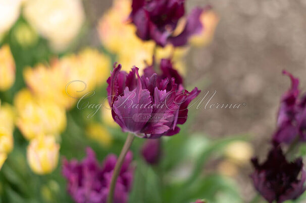 Тюльпан Негрита Пэррот (Tulipa Parrot Negrita) — фото 3