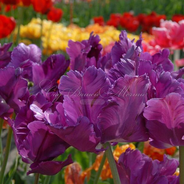 Тюльпан Негрита Пэррот (Tulipa Parrot Negrita) — фото 4