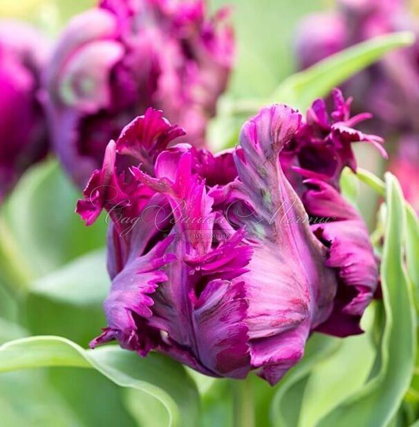 Тюльпан Негрита Пэррот (Tulipa Parrot Negrita) — фото 6