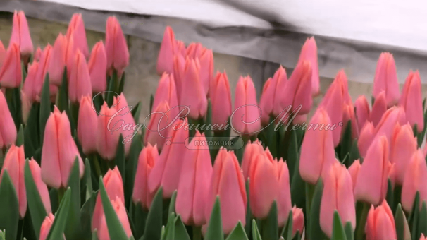 Тюльпан Непер (Tulipa Neper) — фото 2